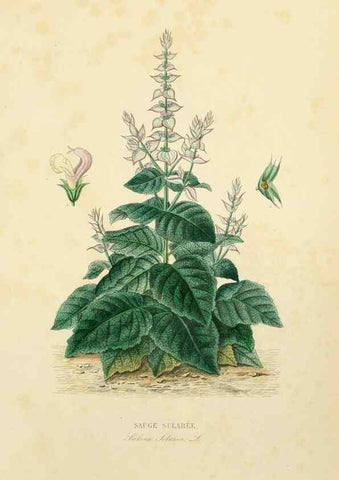 Reproducción/Reproduction 49583444631: Le Règne végétal;. Paris,L. Guérin,1870-72.. 