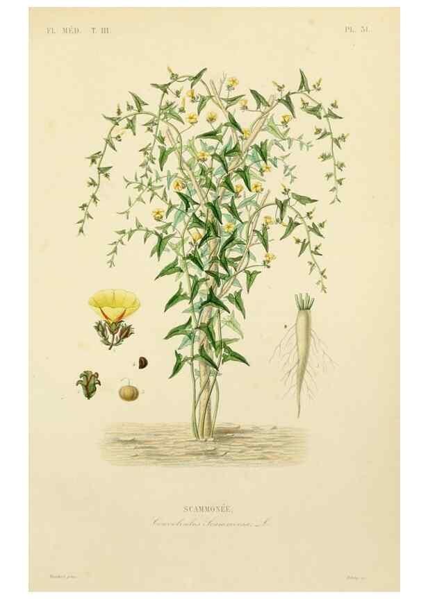 Reproducción/Reproduction 49583444996: Le Règne végétal;. Paris,L. Guérin,1870-72.. 