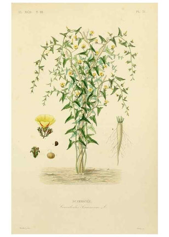 Reproducción/Reproduction 49583444996: Le Règne végétal;. Paris,L. Guérin,1870-72.. 