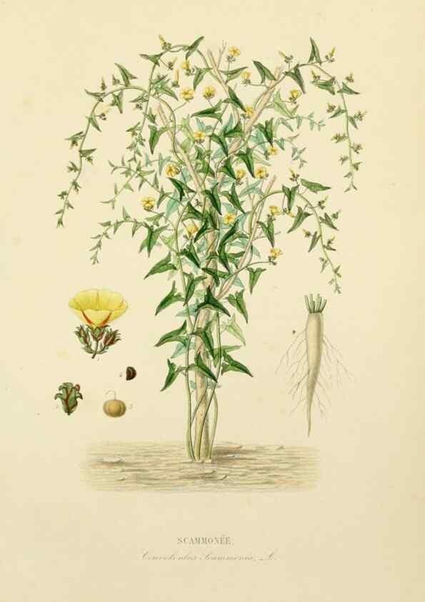 Reproducción/Reproduction 49583444996: Le Règne végétal;. Paris,L. Guérin,1870-72.. 