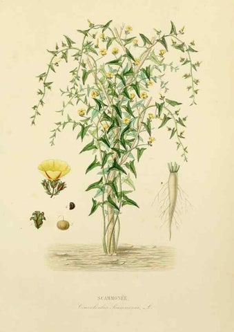 Reproducción/Reproduction 49583444996: Le Règne végétal;. Paris,L. Guérin,1870-72.. 