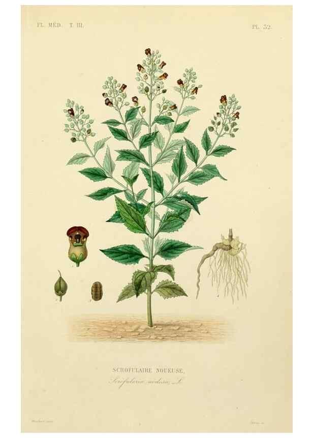 Reproducción/Reproduction 49582949823: Le Règne végétal;. Paris,L. Guérin,1870-72.. 