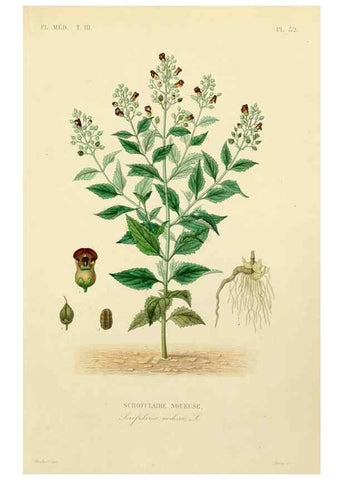 Reproducción/Reproduction 49582949823: Le Règne végétal;. Paris,L. Guérin,1870-72.. 