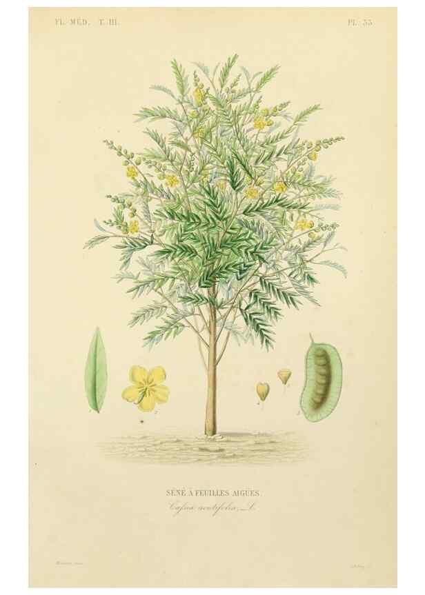 Reproducción/Reproduction 49583682517: Le Règne végétal;. Paris,L. Guérin,1870-72.. 