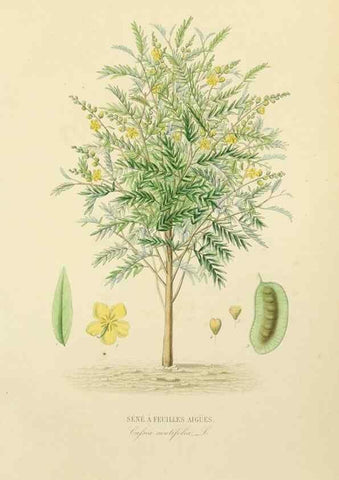 Reproducción/Reproduction 49583682517: Le Règne végétal;. Paris,L. Guérin,1870-72.. 