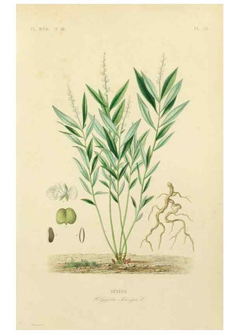 Reproducción/Reproduction 49582950568: Le Règne végétal;. Paris,L. Guérin,1870-72.. 