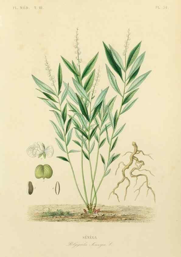 Reproducción/Reproduction 49582950568: Le Règne végétal;. Paris,L. Guérin,1870-72.. 