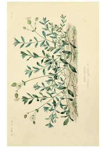 Reproducción/Reproduction 49583446551: Le Règne végétal;. Paris,L. Guérin,1870-72.. 