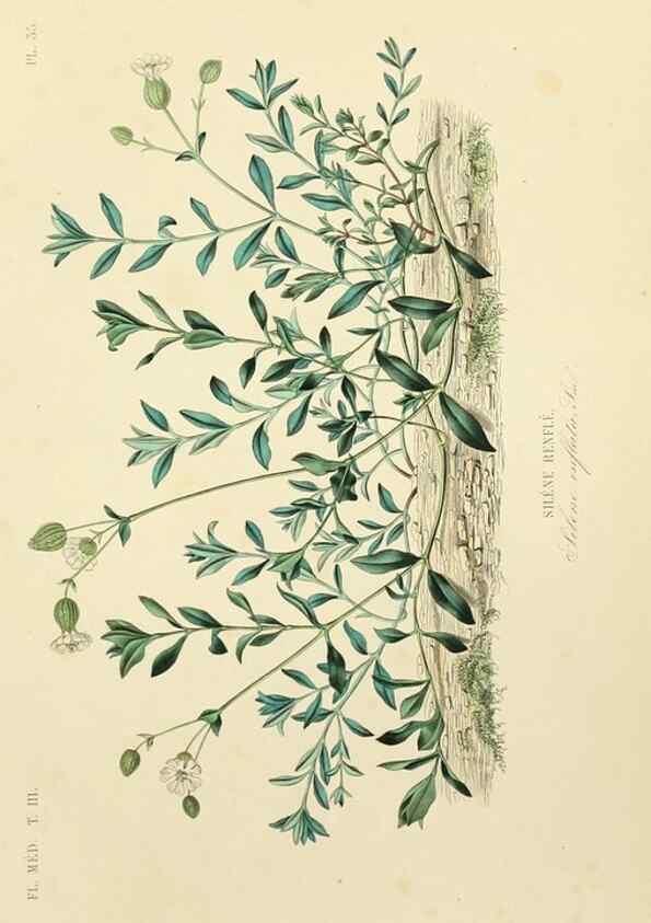 Reproducción/Reproduction 49583446551: Le Règne végétal;. Paris,L. Guérin,1870-72.. 