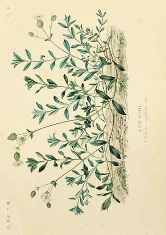 Reproducción/Reproduction 49583446551: Le Règne végétal;. Paris,L. Guérin,1870-72.. 