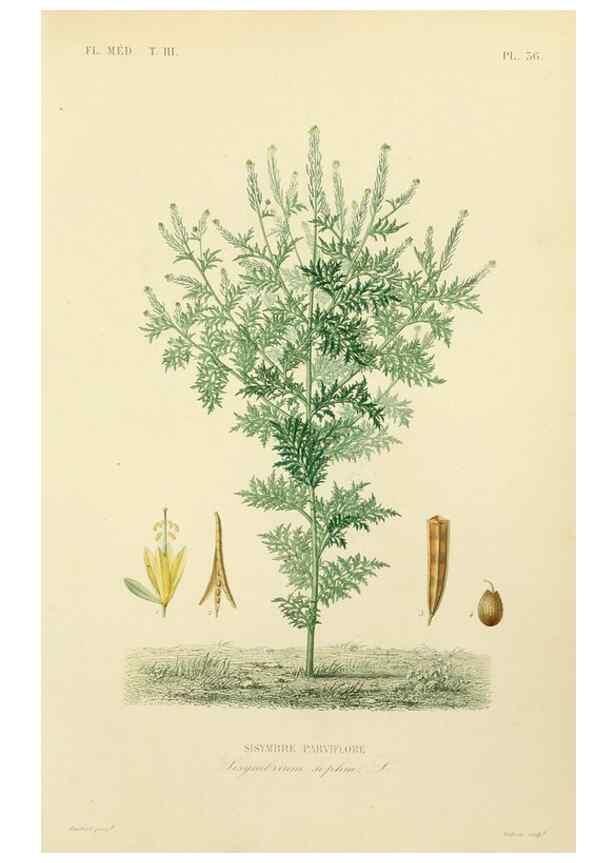 Reproducción/Reproduction 49583683562: Le Règne végétal;. Paris,L. Guérin,1870-72.. 