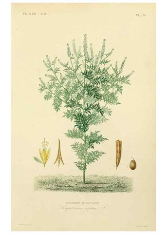 Reproducción/Reproduction 49583683562: Le Règne végétal;. Paris,L. Guérin,1870-72.. 