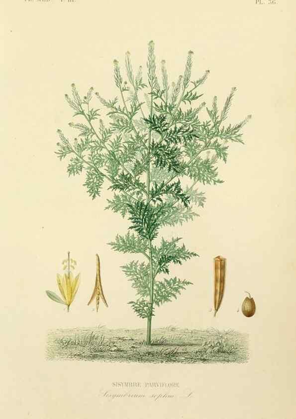 Reproducción/Reproduction 49583683562: Le Règne végétal;. Paris,L. Guérin,1870-72.. 