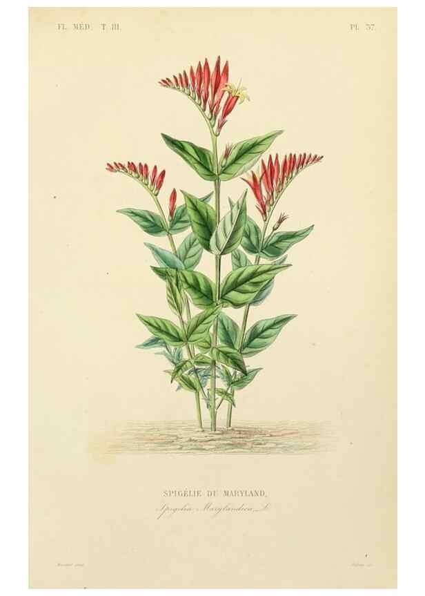 Reproducción/Reproduction 49582951463: Le Règne végétal;. Paris,L. Guérin,1870-72.. 
