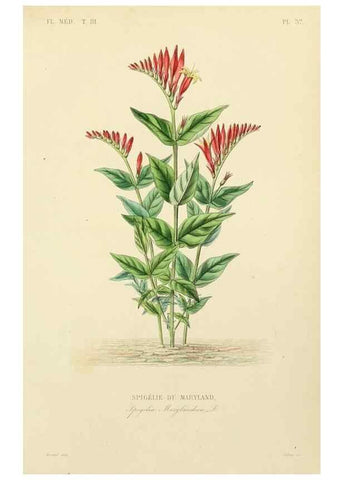 Reproducción/Reproduction 49582951463: Le Règne végétal;. Paris,L. Guérin,1870-72.. 