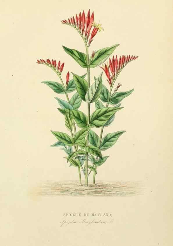 Reproducción/Reproduction 49582951463: Le Règne végétal;. Paris,L. Guérin,1870-72.. 