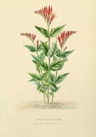 Reproducción/Reproduction 49582951463: Le Règne végétal;. Paris,L. Guérin,1870-72.. 