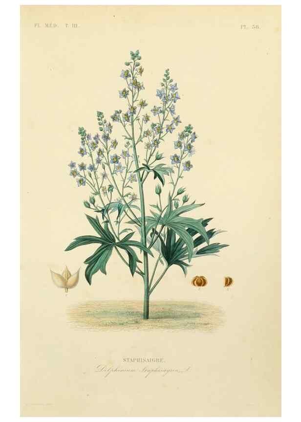 Reproducción/Reproduction 49583447451: Le Règne végétal;. Paris,L. Guérin,1870-72.. 