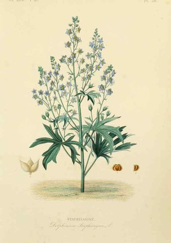 Reproducción/Reproduction 49583447451: Le Règne végétal;. Paris,L. Guérin,1870-72.. 