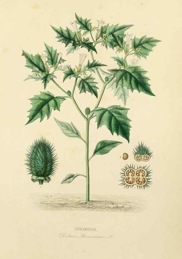 Reproducción/Reproduction 49582951993: Le Règne végétal;. Paris,L. Guérin,1870-72.. 