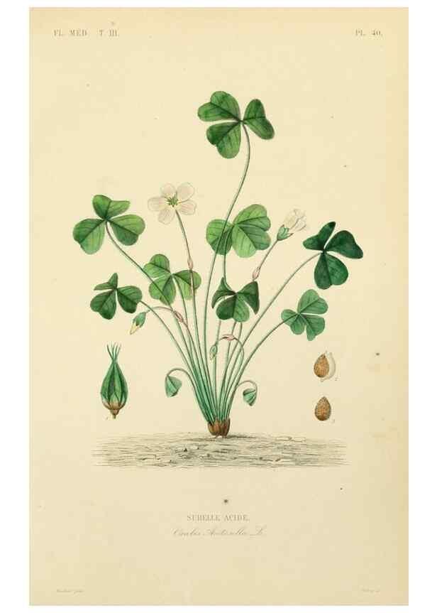 Reproducción/Reproduction 49583684662: Le Règne végétal;. Paris,L. Guérin,1870-72.. 