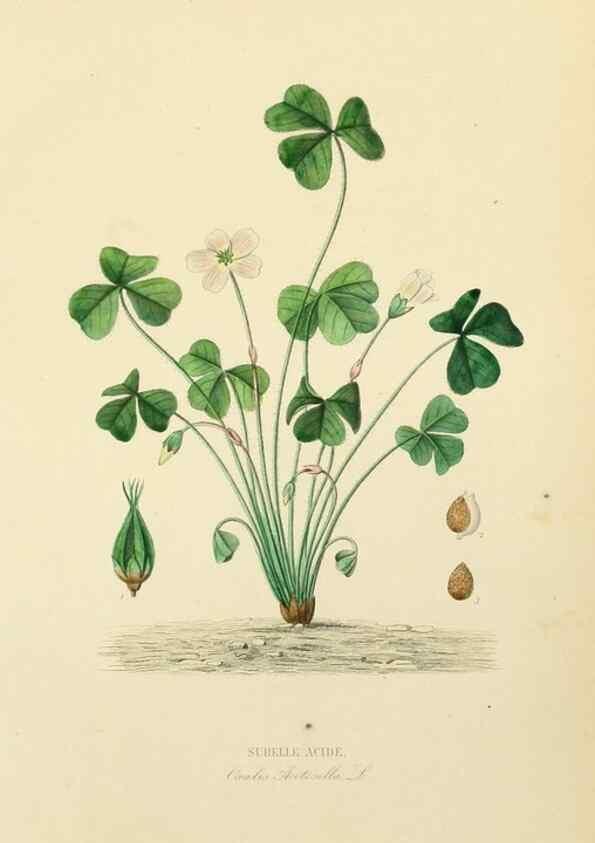 Reproducción/Reproduction 49583684662: Le Règne végétal;. Paris,L. Guérin,1870-72.. 