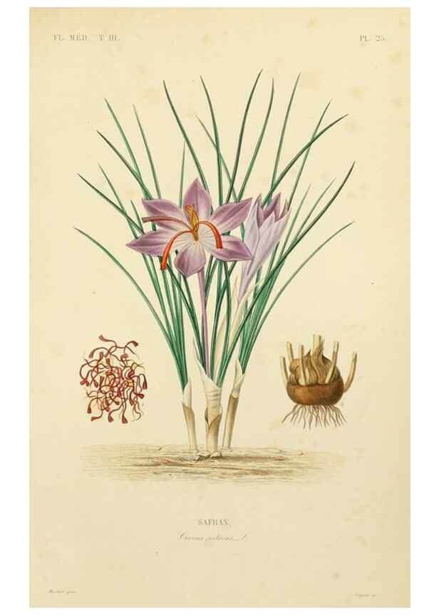 Reproducción/Reproduction 49583443116: Le Règne végétal;. Paris,L. Guérin,1870-72.. 