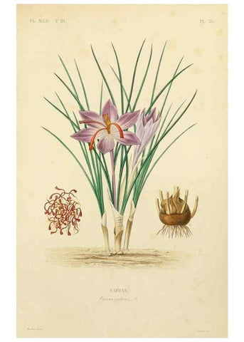 Reproducción/Reproduction 49583443116: Le Règne végétal;. Paris,L. Guérin,1870-72.. 