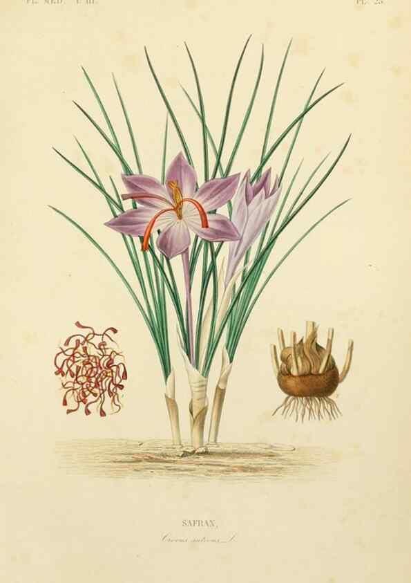Reproducción/Reproduction 49583443116: Le Règne végétal;. Paris,L. Guérin,1870-72.. 