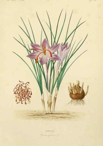 Reproducción/Reproduction 49583443116: Le Règne végétal;. Paris,L. Guérin,1870-72.. 