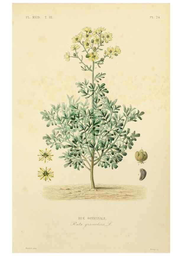 Reproducción/Reproduction 49582947318: Le Règne végétal;. Paris,L. Guérin,1870-72.. 