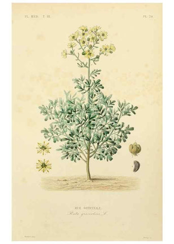 Reproducción/Reproduction 49582947318: Le Règne végétal;. Paris,L. Guérin,1870-72.. 