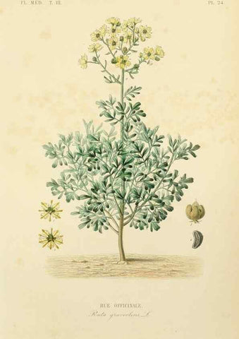 Reproducción/Reproduction 49582947318: Le Règne végétal;. Paris,L. Guérin,1870-72.. 