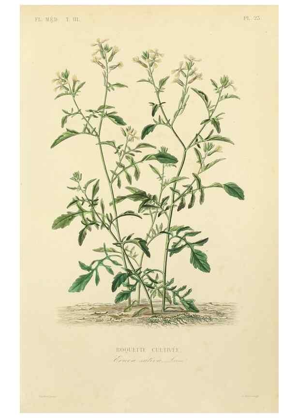 Reproducción/Reproduction 49582946993: Le Règne végétal;. Paris,L. Guérin,1870-72.. 