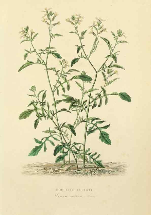 Reproducción/Reproduction 49582946993: Le Règne végétal;. Paris,L. Guérin,1870-72.. 