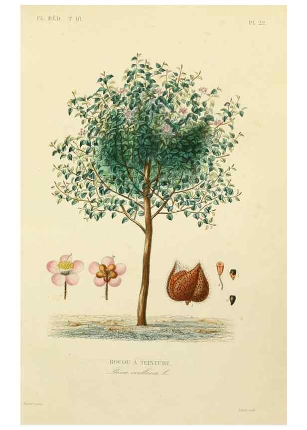 Reproducción/Reproduction 49582946753: Le Règne végétal;. Paris,L. Guérin,1870-72.. 