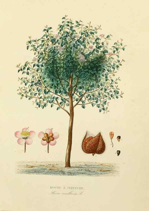 Reproducción/Reproduction 49582946753: Le Règne végétal;. Paris,L. Guérin,1870-72.. 