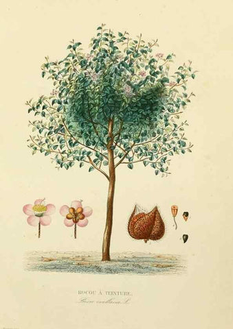 Reproducción/Reproduction 49582946753: Le Règne végétal;. Paris,L. Guérin,1870-72.. 