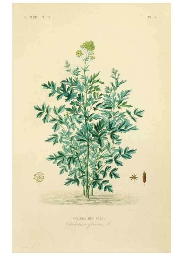 Reproducción/Reproduction 49583674927: Le Règne végétal;. Paris,L. Guérin,1870-72.. 