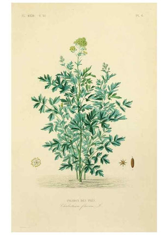 Reproducción/Reproduction 49583674927: Le Règne végétal;. Paris,L. Guérin,1870-72.. 