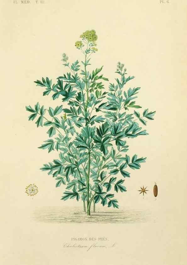 Reproducción/Reproduction 49583674927: Le Règne végétal;. Paris,L. Guérin,1870-72.. 