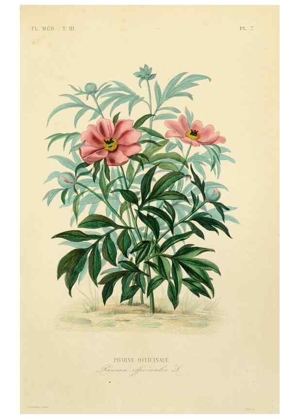 Reproducción/Reproduction 49582942713: Le Règne végétal;. Paris,L. Guérin,1870-72.. 