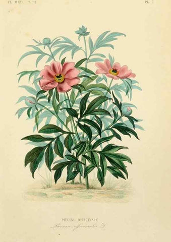 Reproducción/Reproduction 49582942713: Le Règne végétal;. Paris,L. Guérin,1870-72.. 