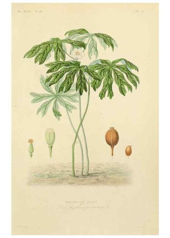 Reproducción/Reproduction 49583438511: Le Règne végétal;. Paris,L. Guérin,1870-72.. 