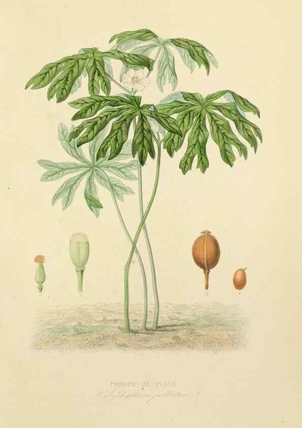 Reproducción/Reproduction 49583438511: Le Règne végétal;. Paris,L. Guérin,1870-72.. 