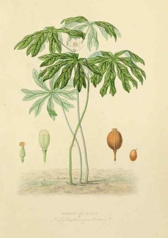 Reproducción/Reproduction 49583438511: Le Règne végétal;. Paris,L. Guérin,1870-72.. 