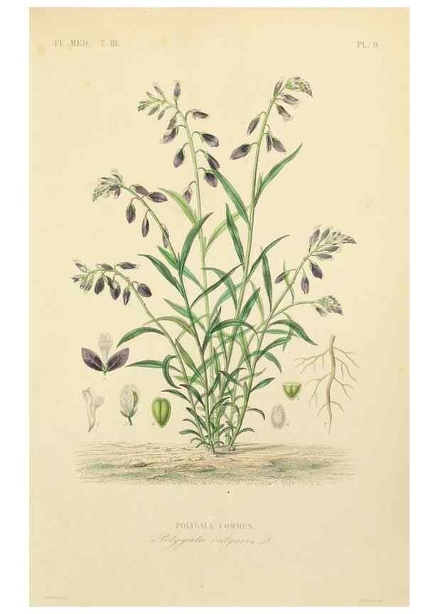 Reproducción/Reproduction 49583438751: Le Règne végétal;. Paris,L. Guérin,1870-72.. 
