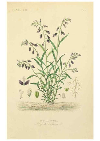 Reproducción/Reproduction 49583438751: Le Règne végétal;. Paris,L. Guérin,1870-72.. 