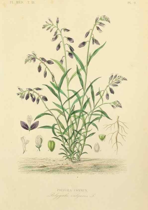 Reproducción/Reproduction 49583438751: Le Règne végétal;. Paris,L. Guérin,1870-72.. 