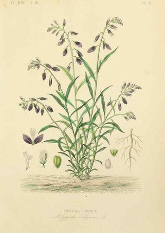 Reproducción/Reproduction 49583438751: Le Règne végétal;. Paris,L. Guérin,1870-72.. 
